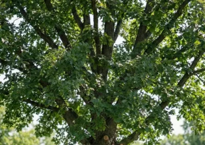 Oak tree trimming