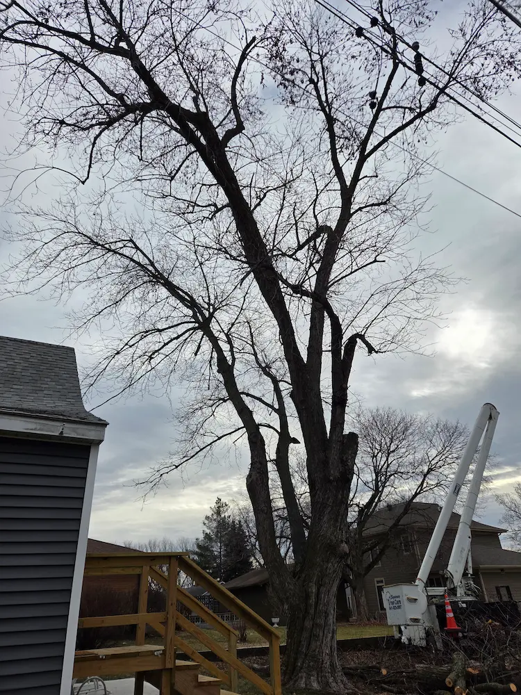 Tree Removal Tree Removal
