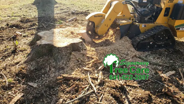 stump-grinder Sigourney Tree Care stump grinder - stump removal